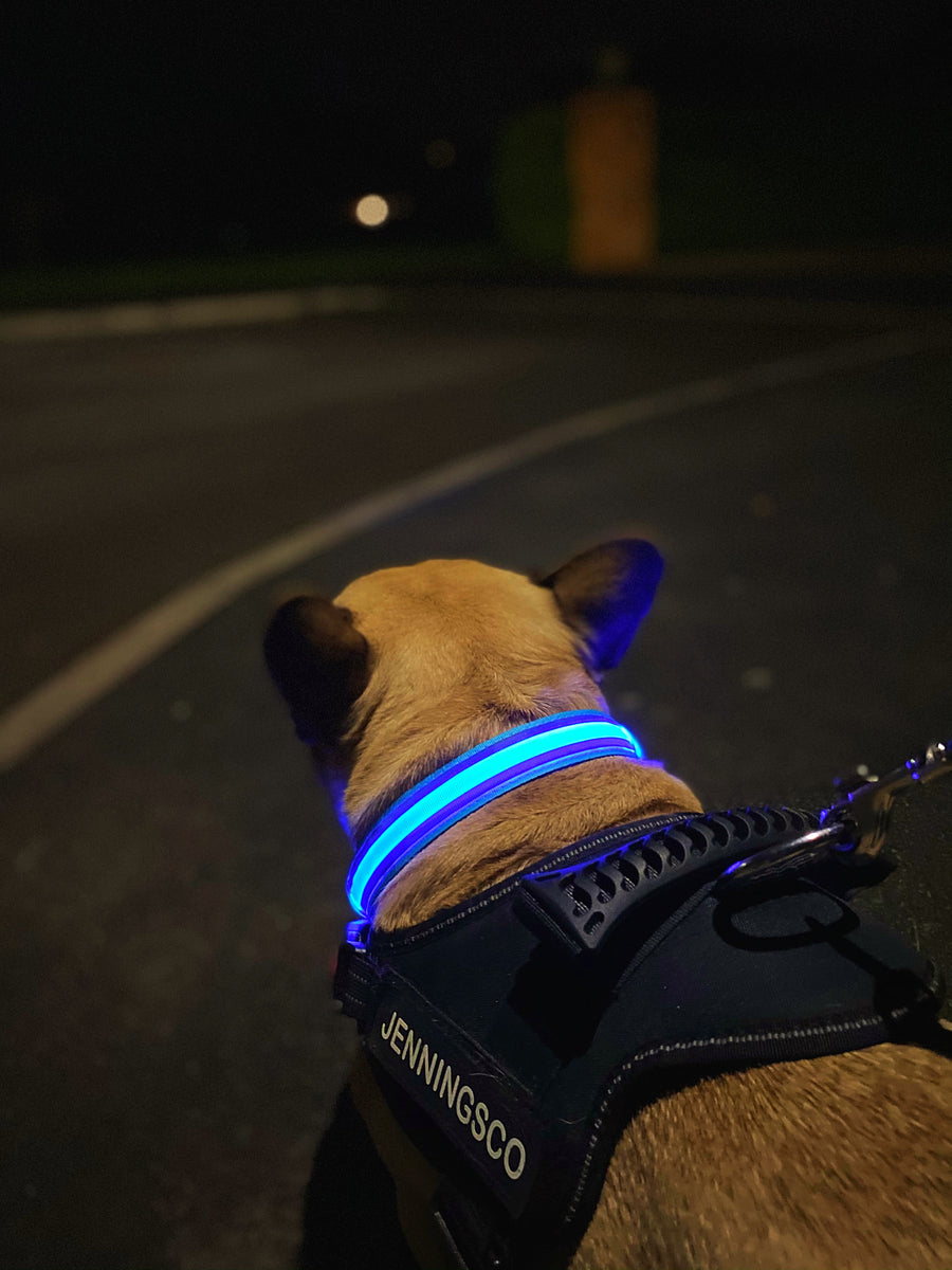 LED Night Walk Collars – Country Barn