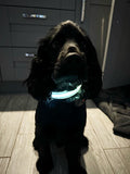 LED Night Walk Collars