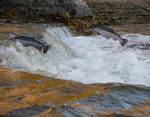 Senior - Scottish Salmon