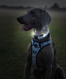 LED Night Walk Collars