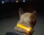 LED Night Walk Collars