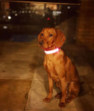 LED Night Walk Collars