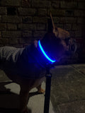 LED Night Walk Collars