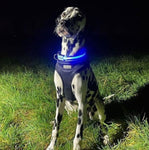 LED Night Walk Collars