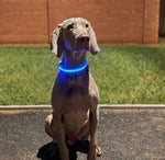 LED Night Walk Collars