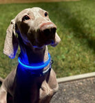 LED Night Walk Collars